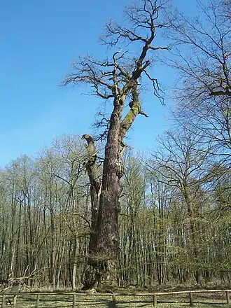 „Knusteiche“: Höhe 29 m, Brusthöhenumfang 9,35 m[7]