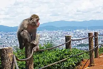 Blick vom Zoo auf Kyōto