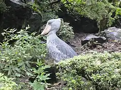 Schuhschnabel (Balaeniceps rex) in der Vegetation