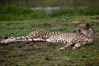 Gepard
