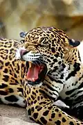 Jaguar (Panthera onca)