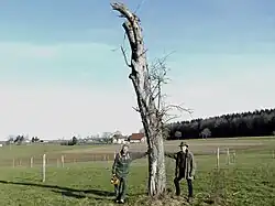 Urbaum kurz vor dem Fällen am 20. Februar 2021, Ralf Gräter und Bernhard Schmid