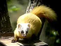 Japanischer Marder im Tanzawa-Bergland, Honshū