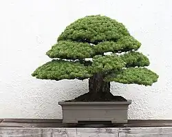 Immergrüne Gehölze: Mädchen-Kiefer (Pinus parviflora)