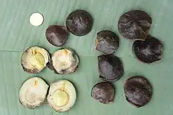 Archidendron pauciflorum, Archidendron jiringa, Archidendron quocense Archidendron bubalinum (Djenkol, Jenkol, Jering)