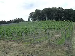 Blick auf den Weinberg in Jerischke