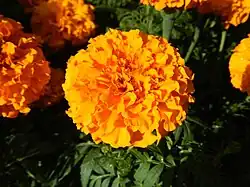 Gold-orangefarbene Tagetes