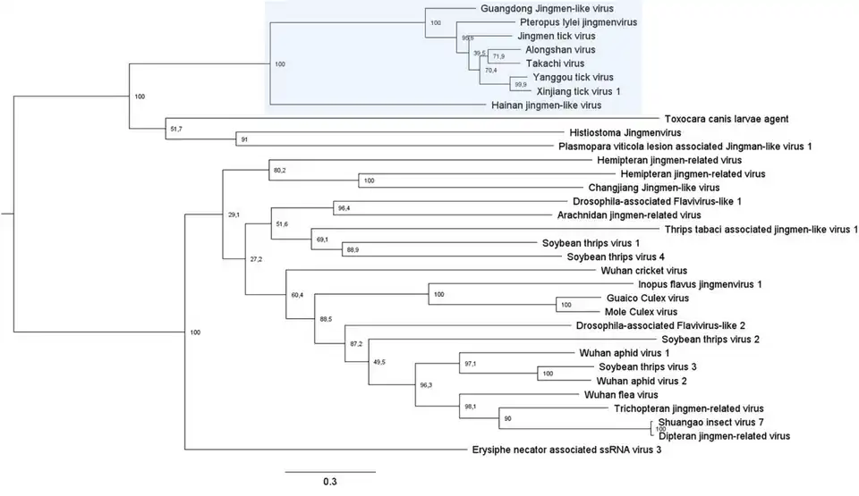 Stammbaum-Zeichnung der Verhältnisse