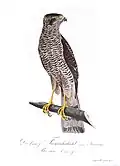 Falke, (Falco nisus = Accipiter nisus), aus „Teutsche Ornithologie oder Naturgeschichte“