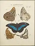 Tafel XIV, Lepidoptera