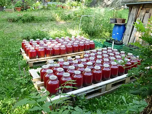 Gewinnung von Rotöl in Soglio, Graubünden
