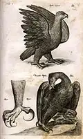 Illustration aus Historia naturalis .... Die Adler.