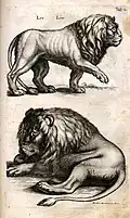 Illustration aus Historia naturalis .... Die Löwen.