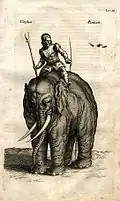 Illustration aus Historia naturalis .... Der Elefant.