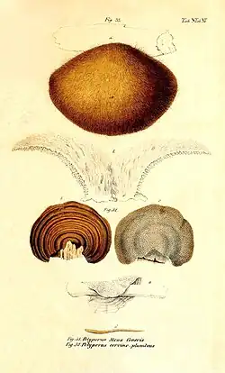 Praemissa in floram cryptogamicam Javae Insulae, Tab. XV