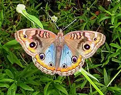 Form mit Blauschiller