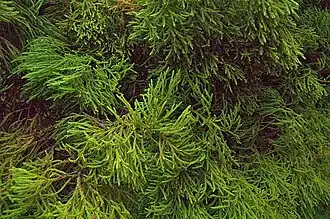 Blätter junger Pflanzen