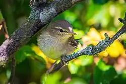 Gerade flügge gewordener Jungvogel auf einem Ast