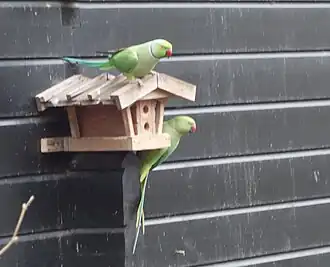 Halsbandsittiche (2023)