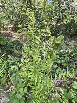Königsfarn (Osmunda regalis)