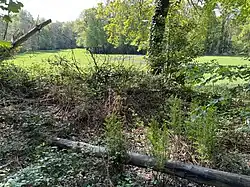 Königsfarn in Nähe der Quelle des Fronnenbroicher Baches