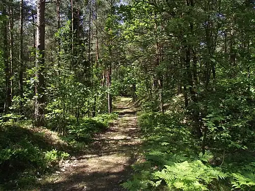 Wald auf der Nehrung