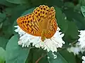 Kaisermantel (Argynnis paphia)