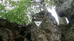 Naturdenkmalplakette am Stamm
