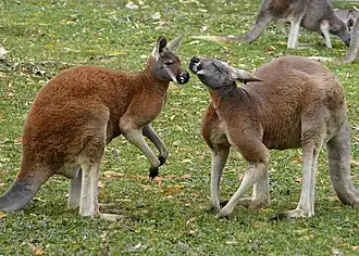 Rote Riesenkängurus (Osphranter rufus)