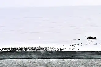 Komsomolez-Insel: Schrott und Ölfässer am Kap Arktitscheski (81°&nbsp;15′&nbsp;N, 95°&nbsp;39′&nbsp;O)