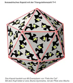 Schematischer Aufbau eines iso­metrischen Kapsids mit der Tri­angulations­zahl T = 1 aus 20 Tri­meren, d,&nbsp;h. insgesamt 60 Einzel­teilen.