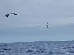 Drei Kapverdensturmvögel vor Madeira. Wahrscheinlich gehören sie zu der auf Bugio brütenden Unterart.