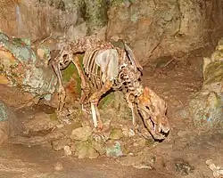 Skelett eines Höhlenbären (Ursus spelaeus)