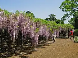 Glyzinen von Ushijima