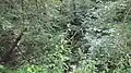 Dichte, naturbelassene Flora am Oberlauf des Keltersbaumbaches