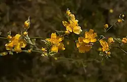 Variegata – Blüten