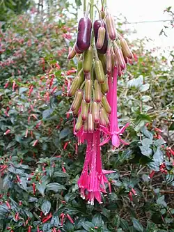 Fuchsia boliviana (auch Fuchsia coccinea, Fuchsia splendens, Fuchsia regia, Fuchsia fulgens u.&nbsp;a.)
