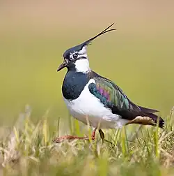 Der seltene Kiebitz ist im NSG heimisch