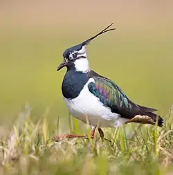 Kiebitz – brütet in großen ungestörten Wiesenflächen