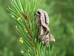 Dasselbe Weibchen von der Seite