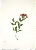 Ein Zweig roter Rata mit Blatt und Blüte. 1842 für die New Zealand Company erstellt.