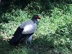 Königsgeier (Sarcoramphus papa)