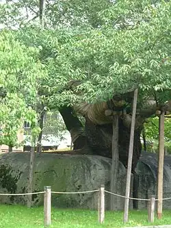 Steinspaltender Kirschbaum