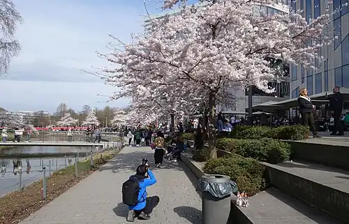 Kirschblüte auf der Seite der Hofgartenterrassen (März 2025)