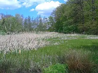 Blick über den verlandeten Teich
