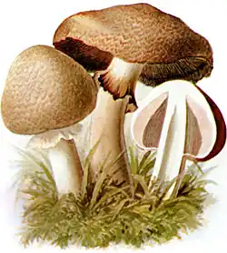 Blätterpilze: Kleiner Waldchampignon