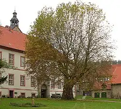 Naturdenkmal Platane vor dem Abteiflügel