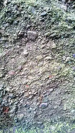 Detail-Aufnahme des Vichter-Konglomerates