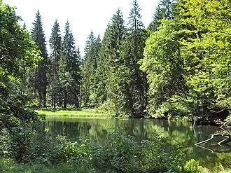 12. Station: Im Schortetal, Knöpfelstaler Teich