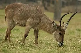 Ellipsen-Wasserbock (Kobus ellipsiprymnus)